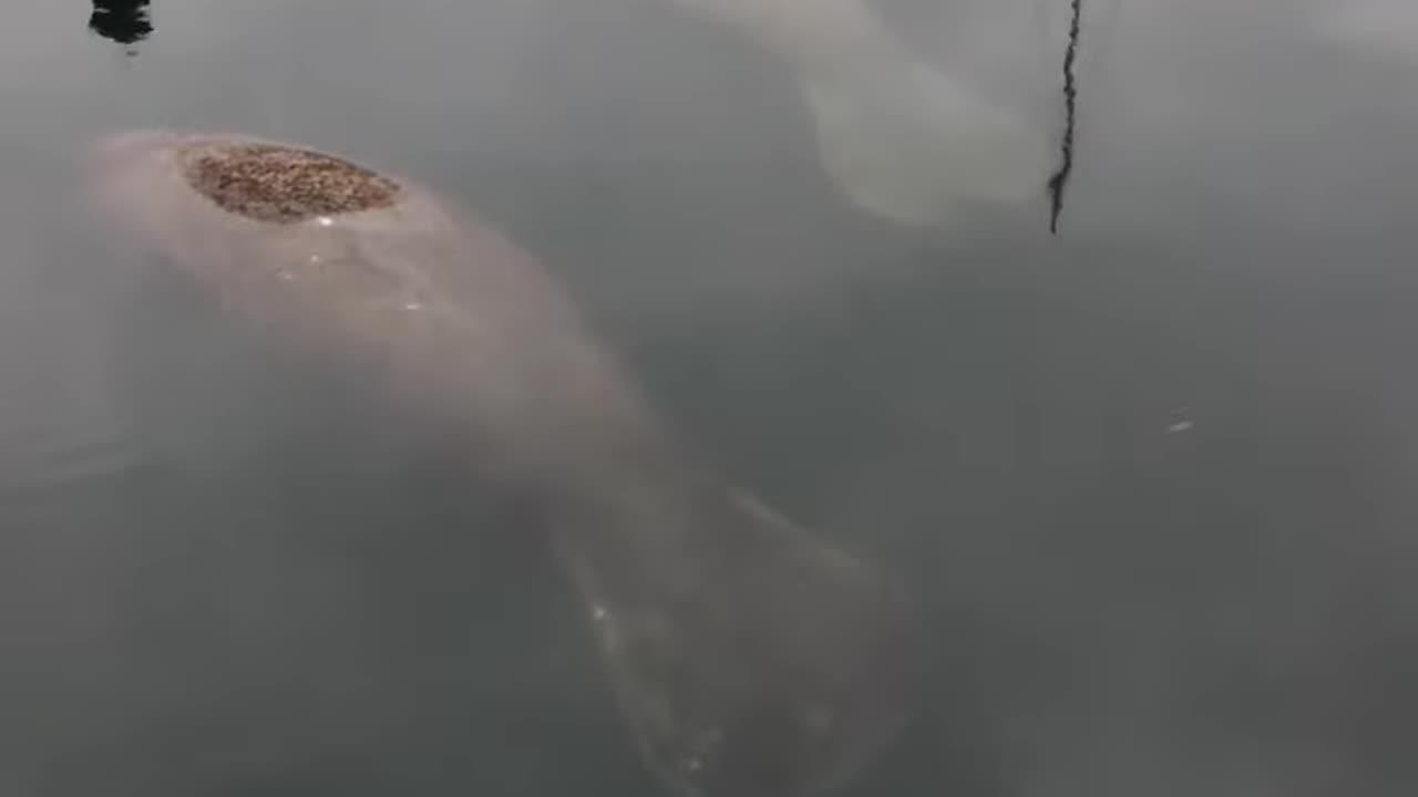 Enchanting Encounter: Manatees Swimming in Key West Waters | Captivating Moments of Marine Life