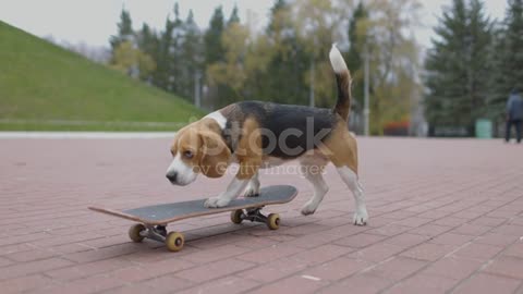 Dog playing video