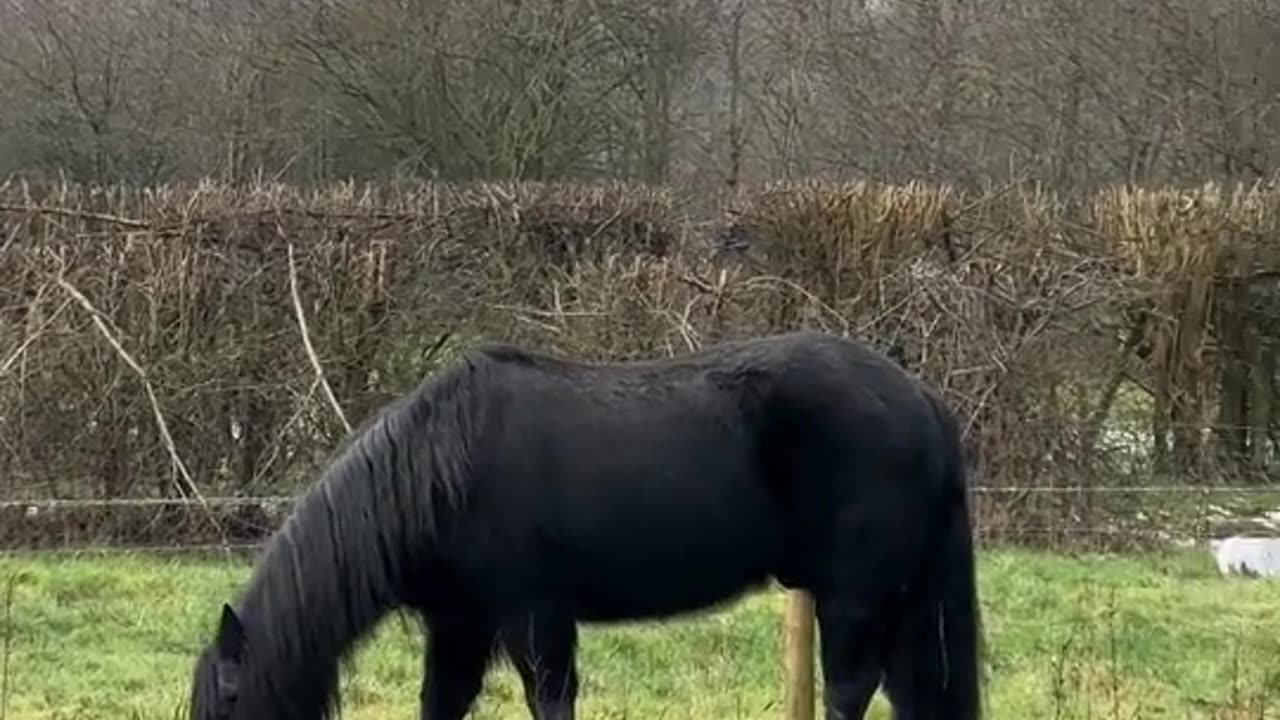 Animals, horse fun