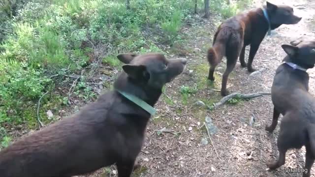 Dogs found a way to play Simon Says Freeze. Weird Animal Facts