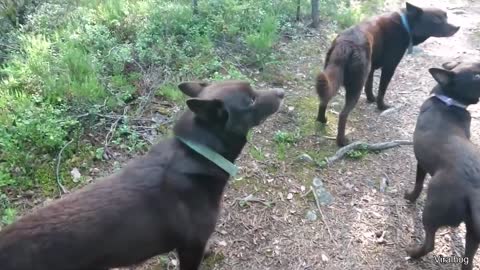 Dogs found a way to play Simon Says Freeze. Weird Animal Facts