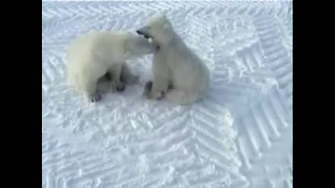 POLAR BEAR PLAYING