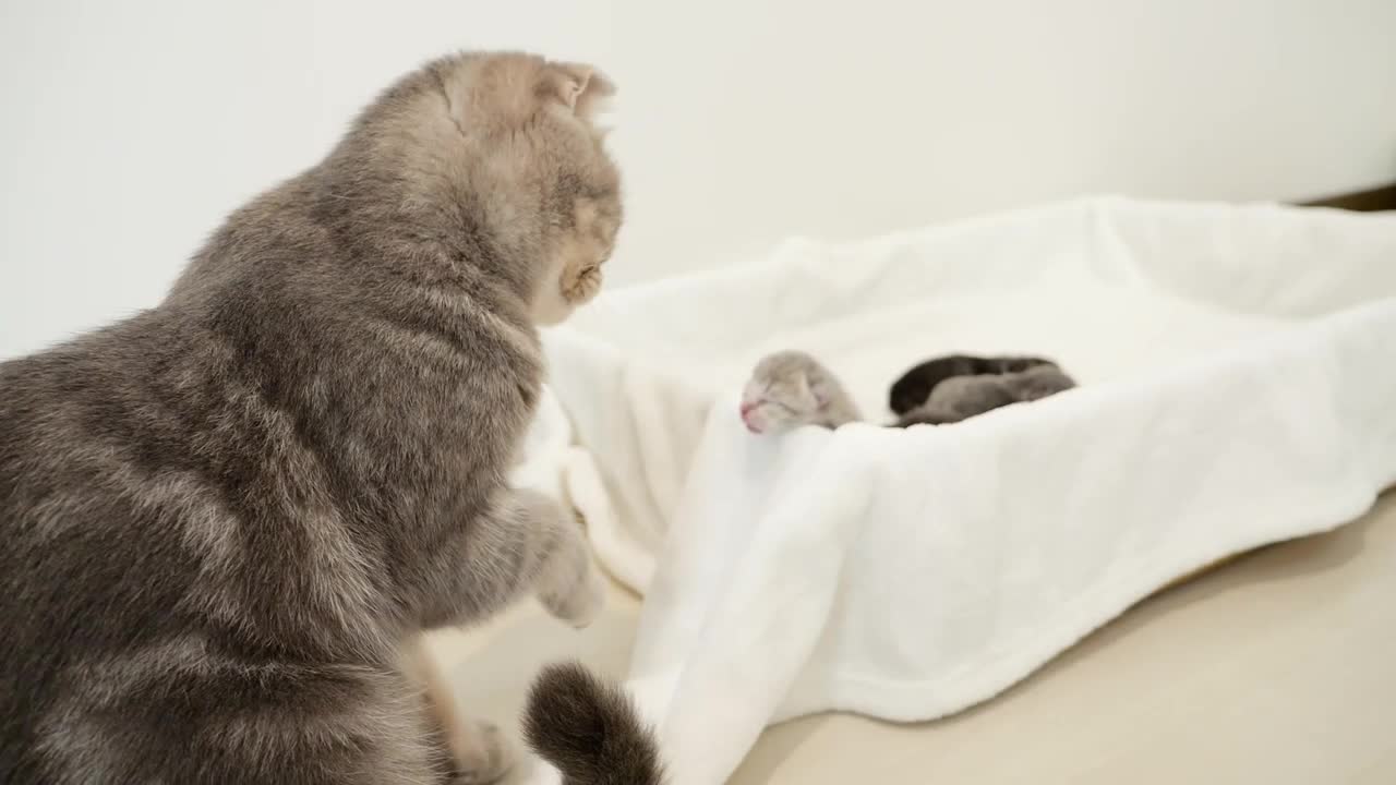 Kitten desperately looking for mommy cat