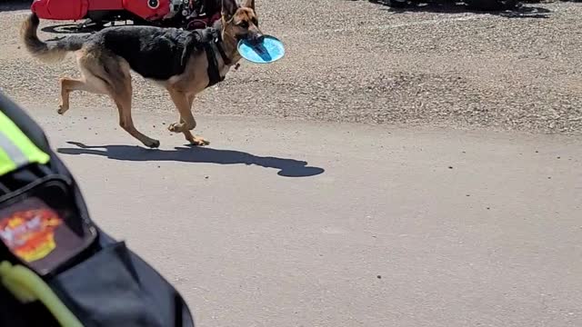 Kai taging along whith her frisbee.