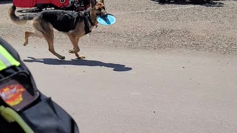 Kai taging along whith her frisbee.