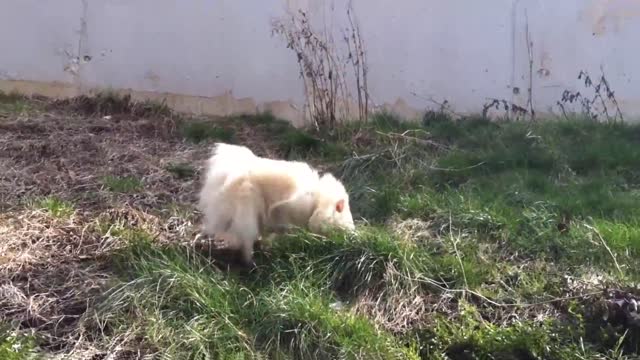 SWEET POMERANIAN PUPPY _ THE WORDL CUTEST DOG MR SPOCK THE DOG