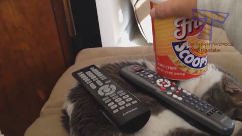 Cats will make you LAUGH YOUR HEAD OFF