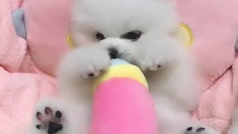 Puppy in the car| fluffy adorable puppy| Viral puppy | little Cute puppy #viral #shorts #short