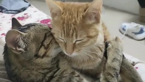 Funny animals!