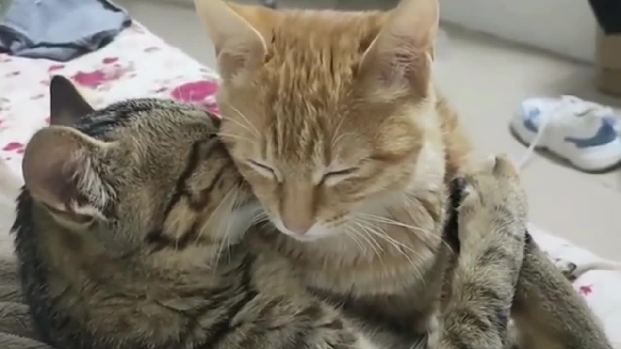 Funny animals!