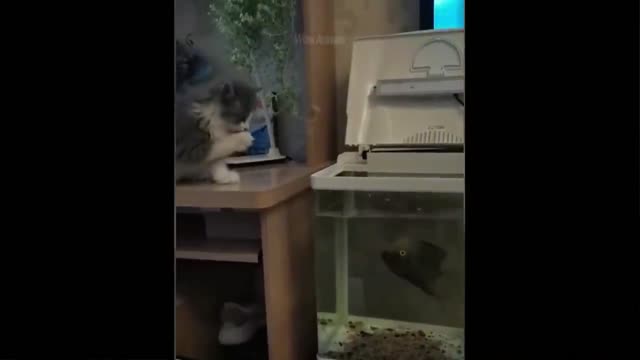 Funny Cats and Fish 😻🐠 Cats Playing With Fish [Funny Pets]