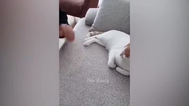 Funniest Animals 2022 😂 Funniest Cats and Dogs Part 27 | Pets Family