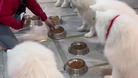 Famous Samoyed Cafe in Korea