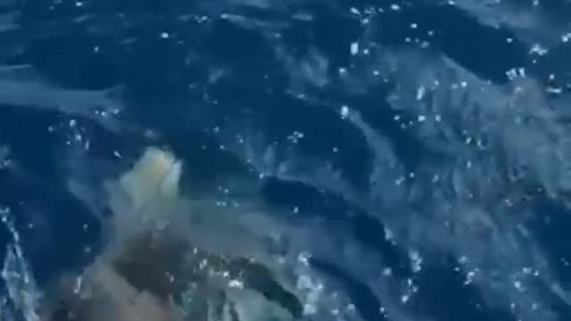 Shark Nearly Bites Woman!