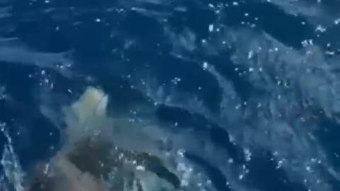 Shark Nearly Bites Woman!