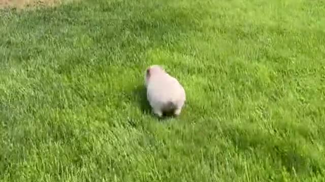 Mini pig is escaping from his owner