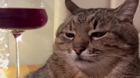 cat in love