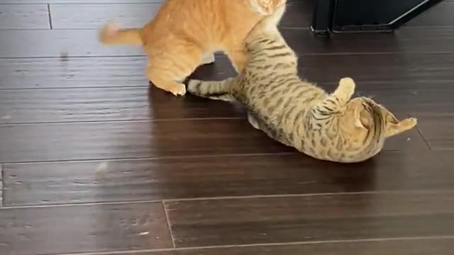 Two Cats Fight With Each Other