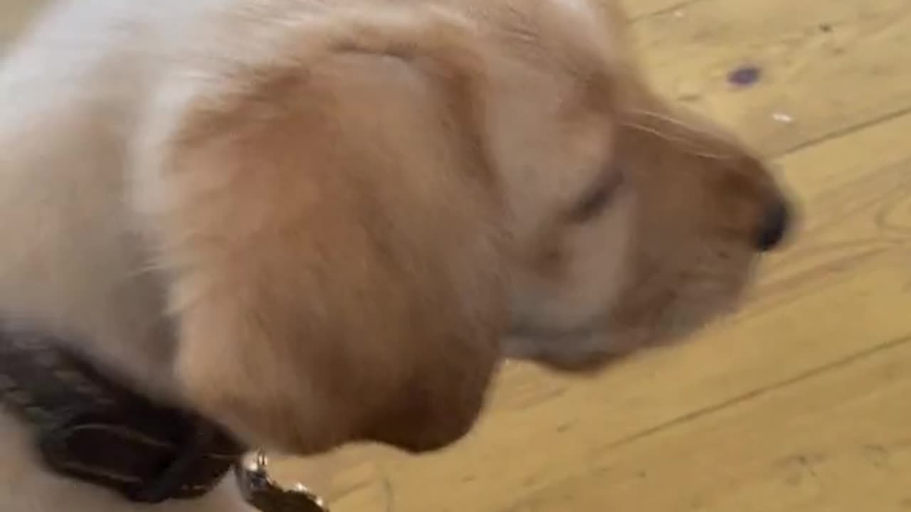 This Dog barks to search something