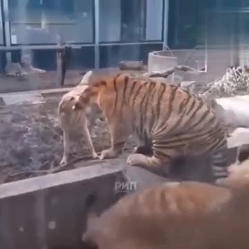🐶 The Russian dog himself stops the fight between the lion and the tiger 🦁🐯