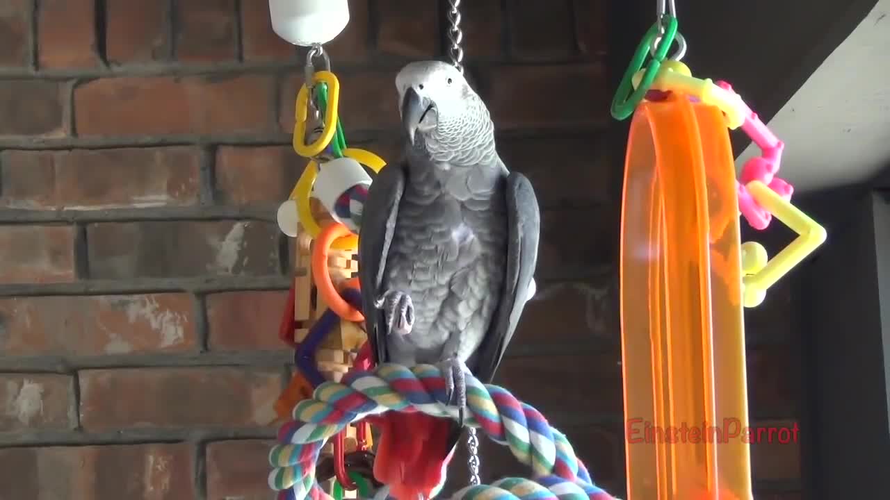 Einstein Parrot can talk better than most humansp23