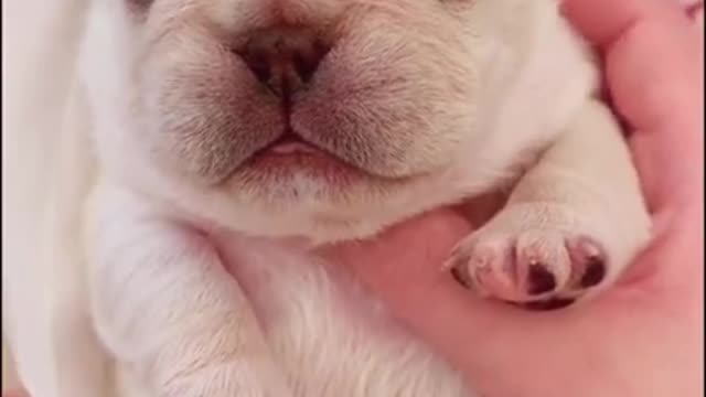 Dog That Will Make Your Day EP # 169 #shorts #Dogcompilation