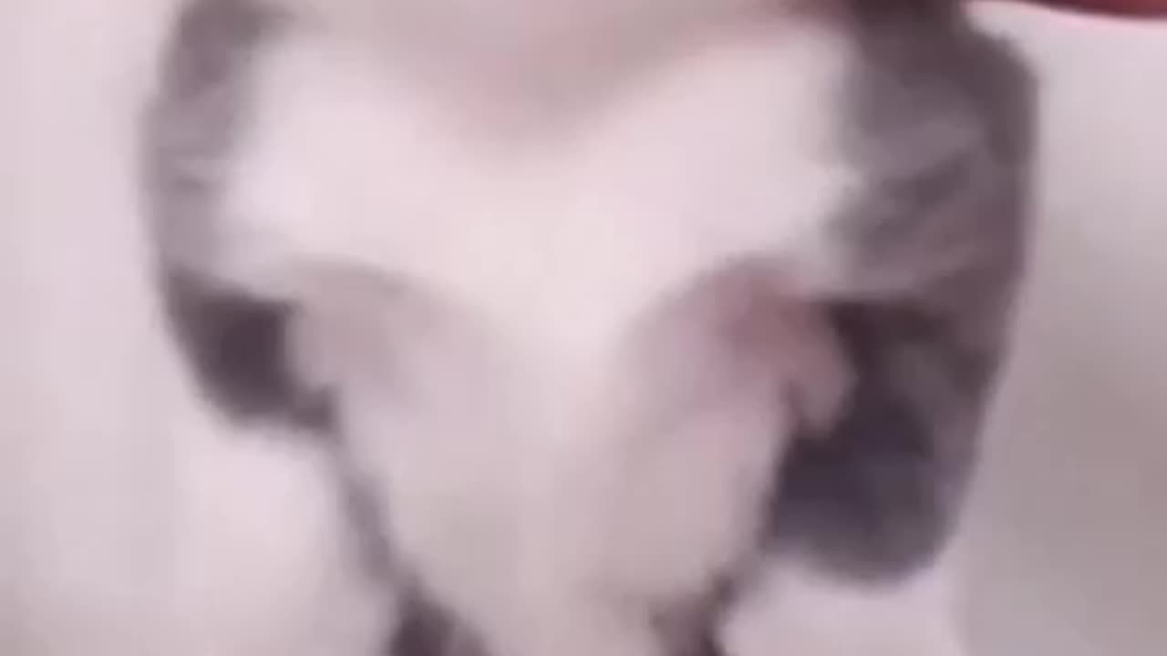 Funny video 🐱🐱🐱cats