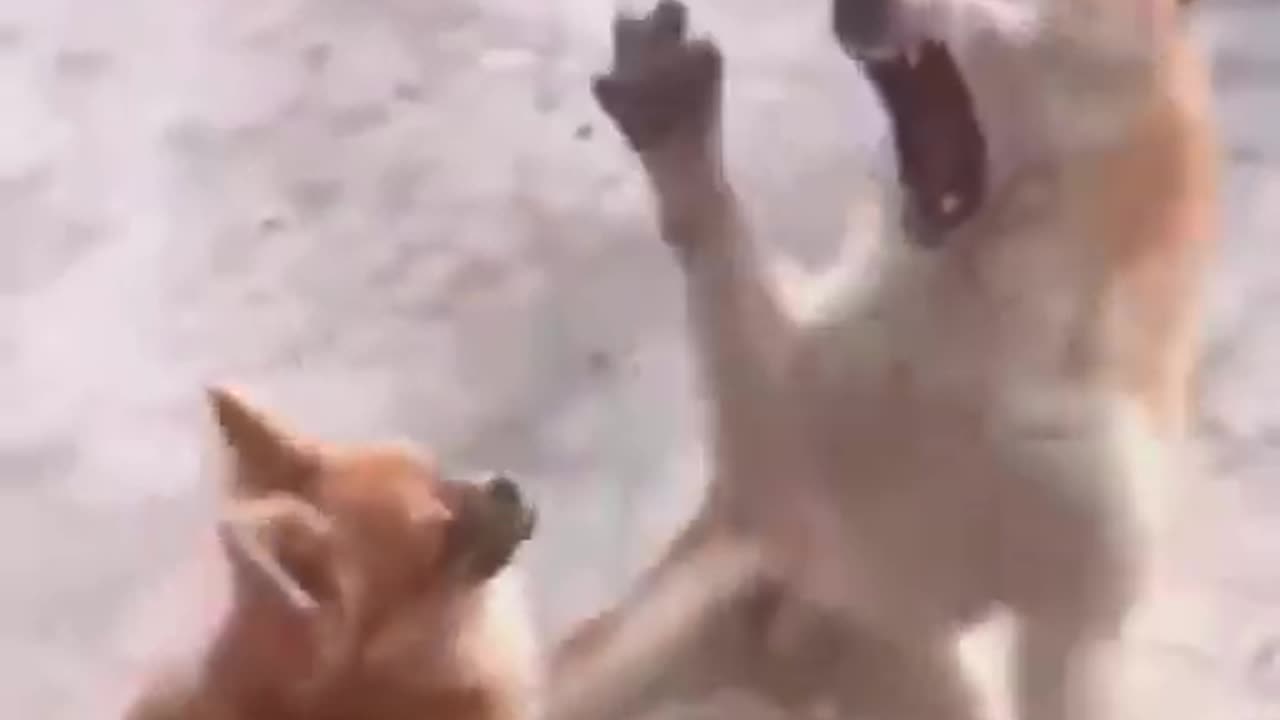 Funny dog fight 🤣🐕#funny #fight