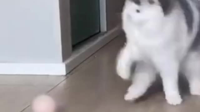 cute funny cat walks with two feet, watch till the end!!