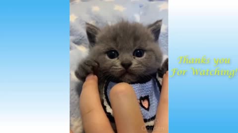 Cute Cat Video