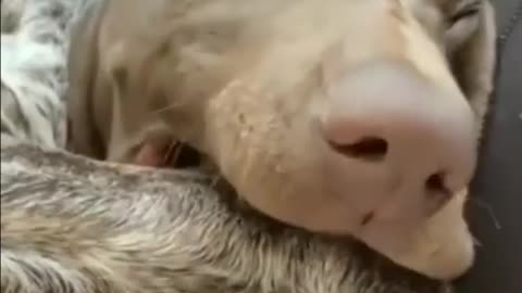 I am delicious