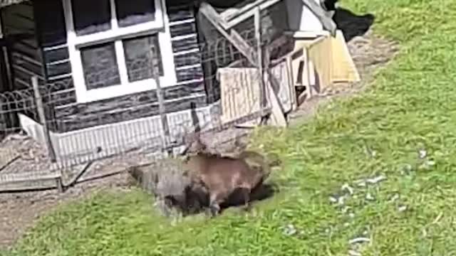 FARM ANIMALS protect chekin friend from the hawk attack