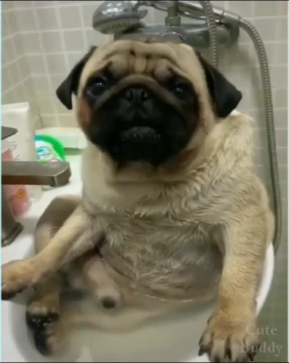 funny and cut pug dog#pug #dog #pats #shorts #youtube #like