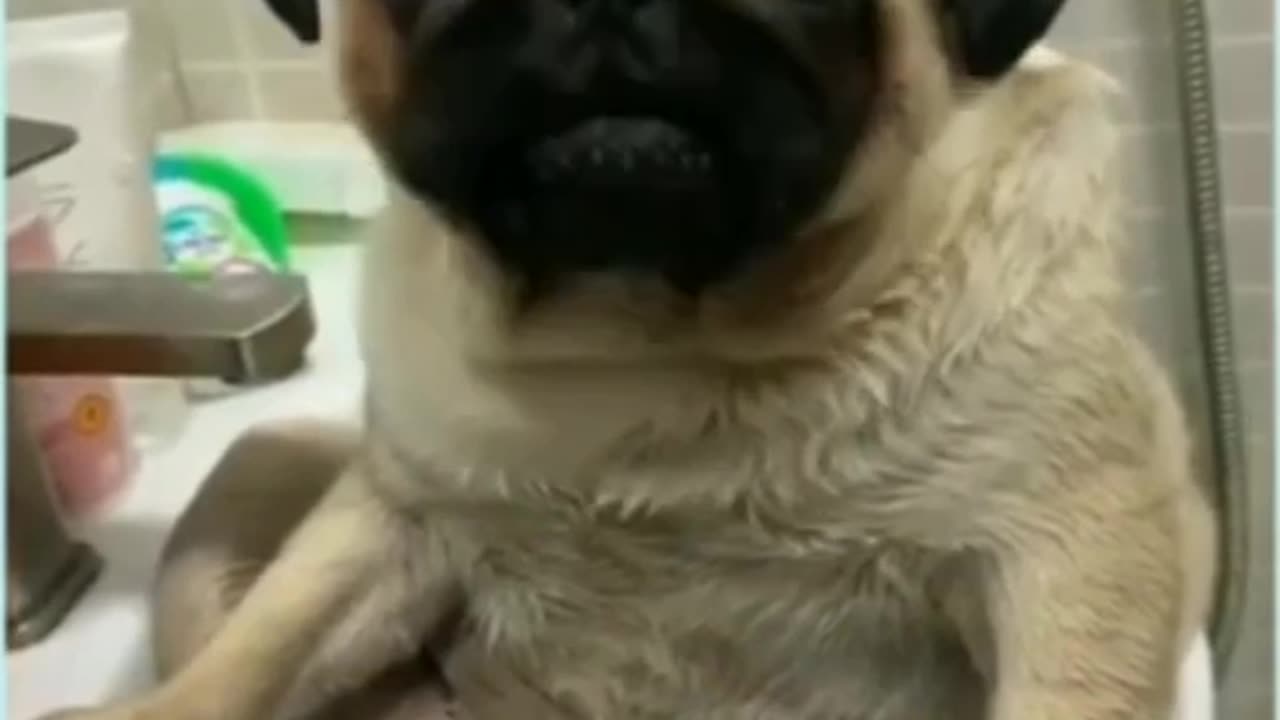 funny and cut pug dog#pug #dog #pats #shorts #youtube #like