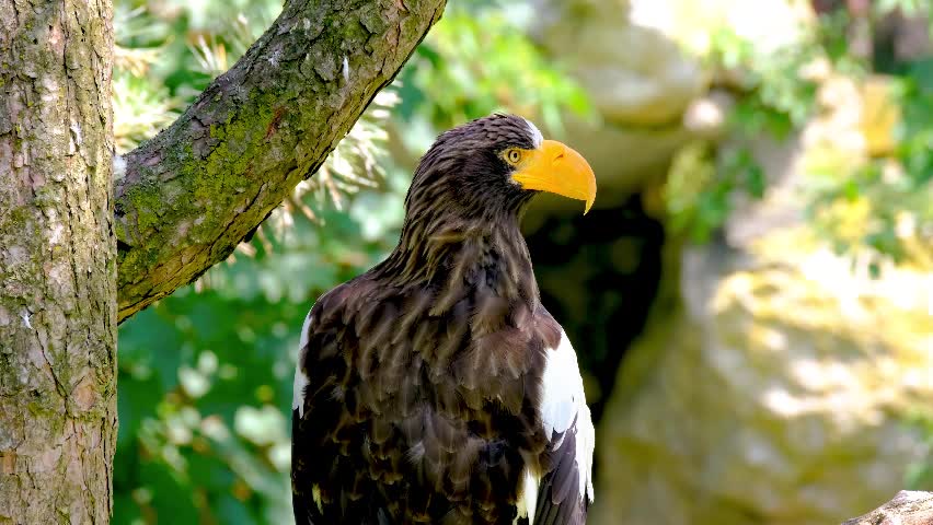 Águia Marinha Gigante Raptor Orgulhosamente