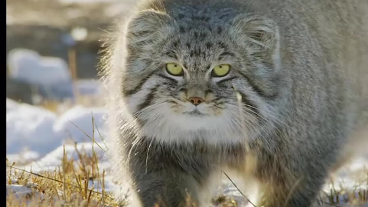 rarest cat - did you know !!!!!