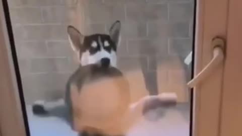 Funny Dog Video