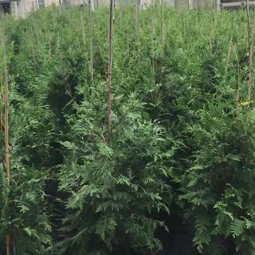 3/4 ft green giants at Highland Hill near Philadelphia