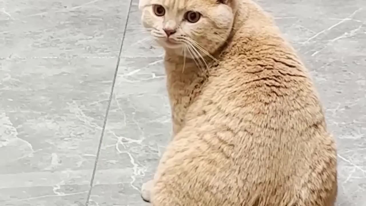 China's cats also play volleyball