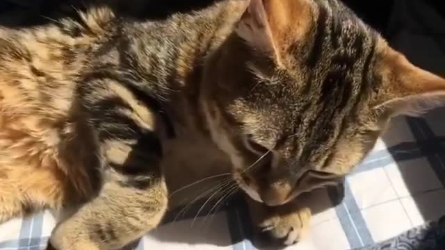 Get some sun~Sunshine cat