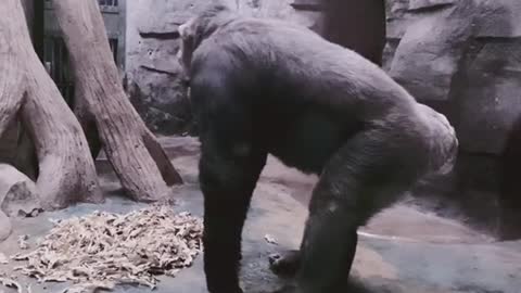 Chimpanzee Sadness