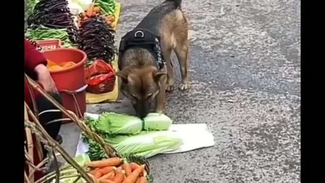 A dog's daily routine