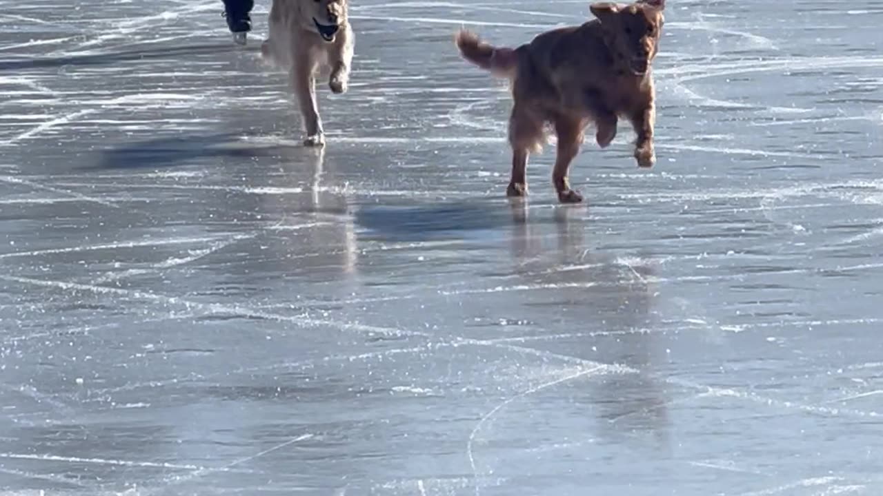 Golden Retrievers Play on the Ice