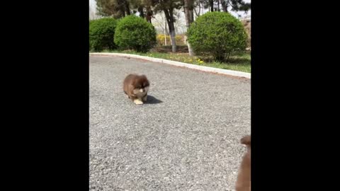 Super Cute Fluffy Puppies