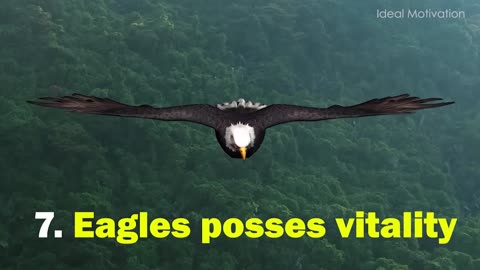 THE EAGLE MENTALITY MOTIVATION