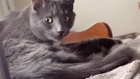 Funny Cat & Dog Video 1