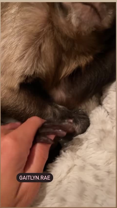 Just love me 💕 #gaitlynrae #loveme #capuchinmonkey #pet #animal #love #monkey #petlovers #lovestory