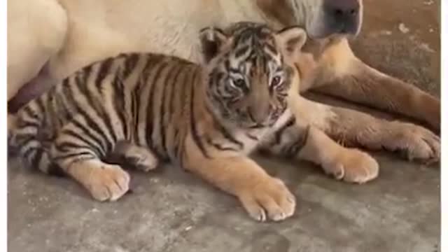 Caring Labrador gives three tiger cubs the love they deserve!