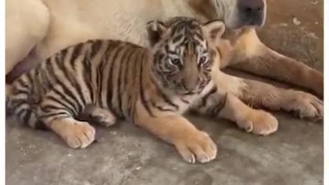 Caring Labrador gives three tiger cubs the love they deserve!