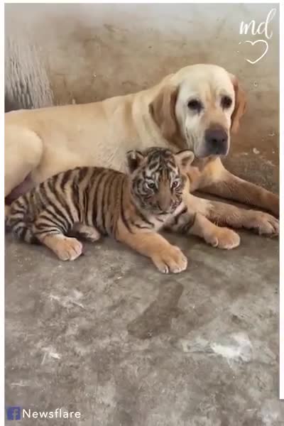 Caring Labrador gives three tiger cubs the love they deserve!